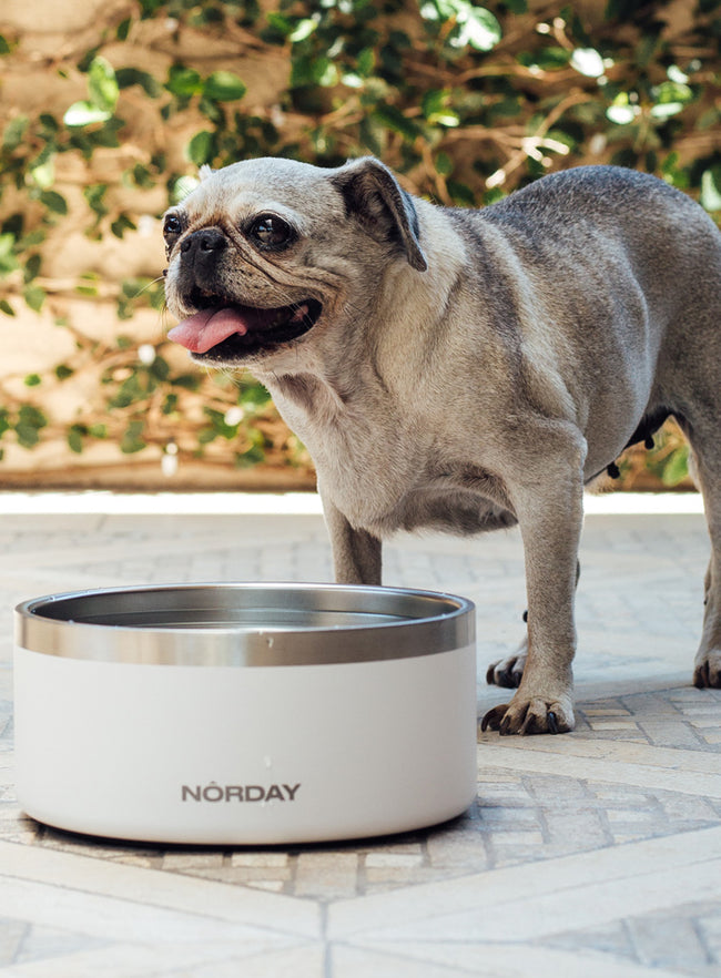 Norday Pet Bowl 64 Oz